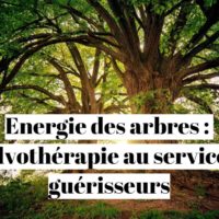 Energie des arbres : la sylvothérapie au service des guérisseurs
