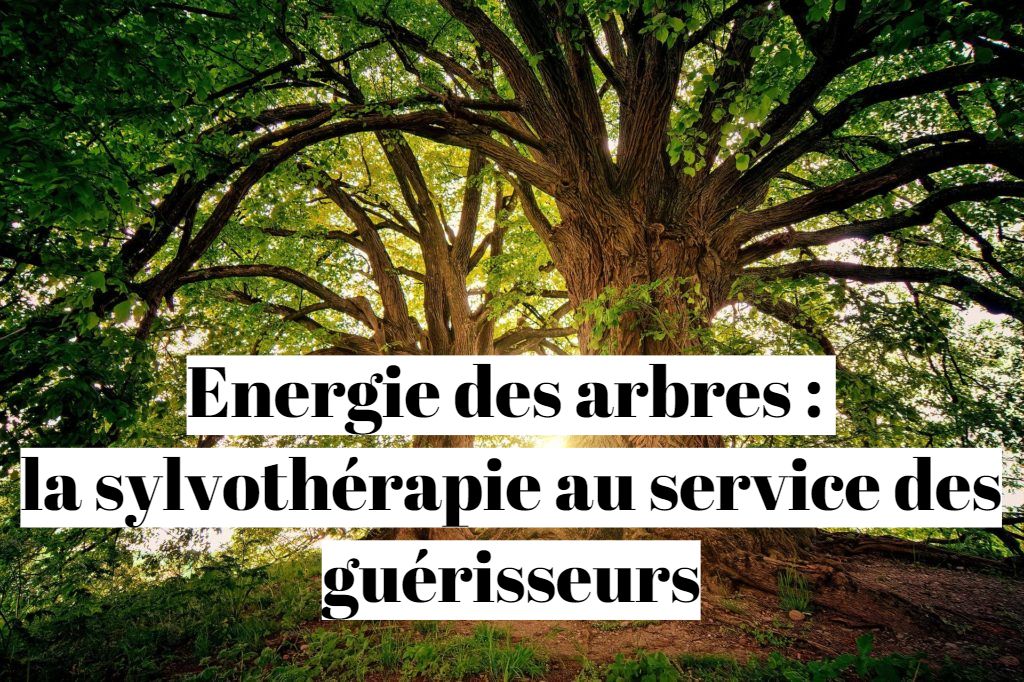 Energie des arbres : la sylvothérapie au service des guérisseurs