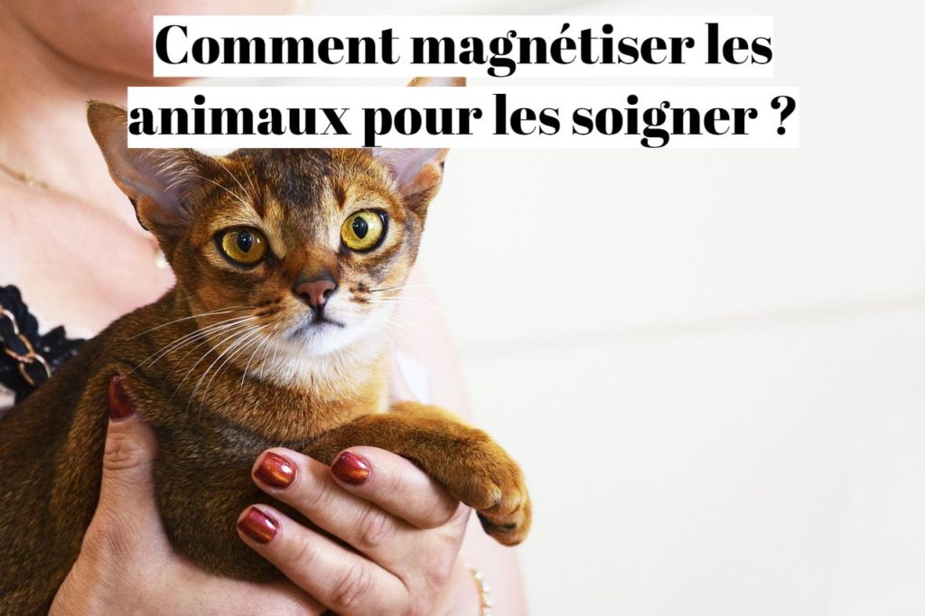 Magnétisme animalier : Comment magnétiser les animaux pour les soigner ?