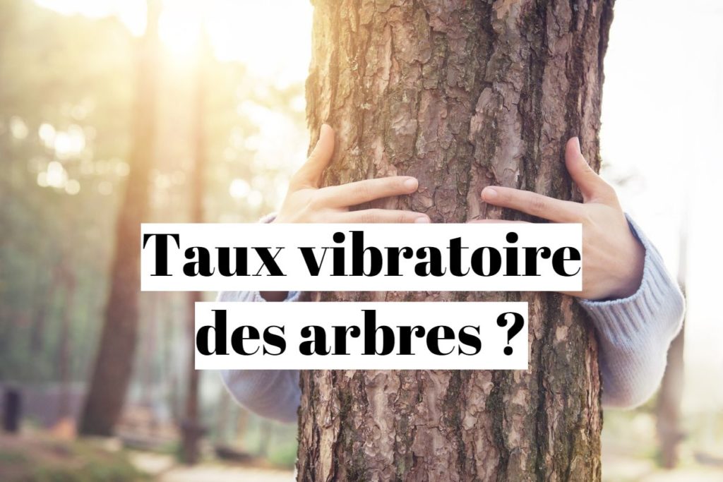 Taux vibratoire d’un arbre : quel arbre donne de l’énergie ?