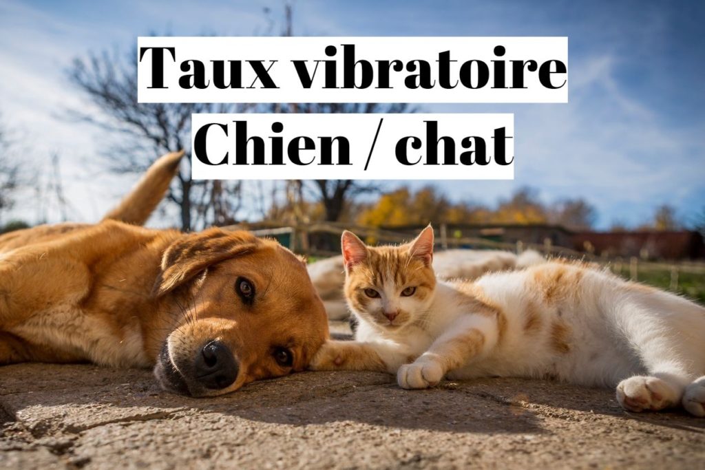 Taux vibratoire d’un chat ou d’un chien ?