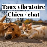 Taux vibratoire d’un chat ou d’un chien ?